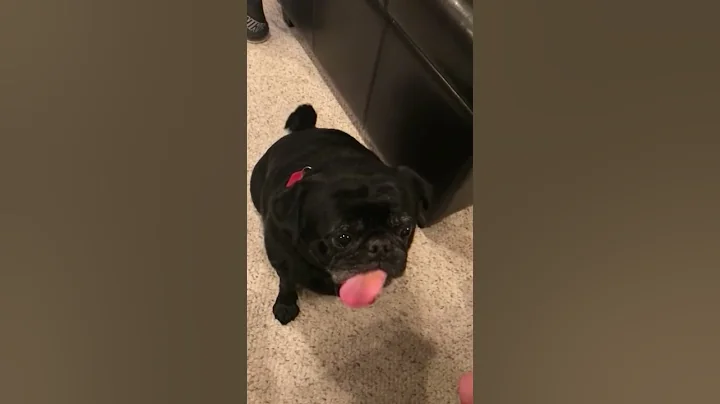 Slow mo pug