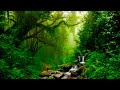 Relaxing music  flute gentle birds and rainforest sound