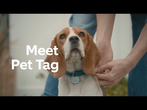 Ring Pet Tag, Help Your Missing Pet Make It Home Safe