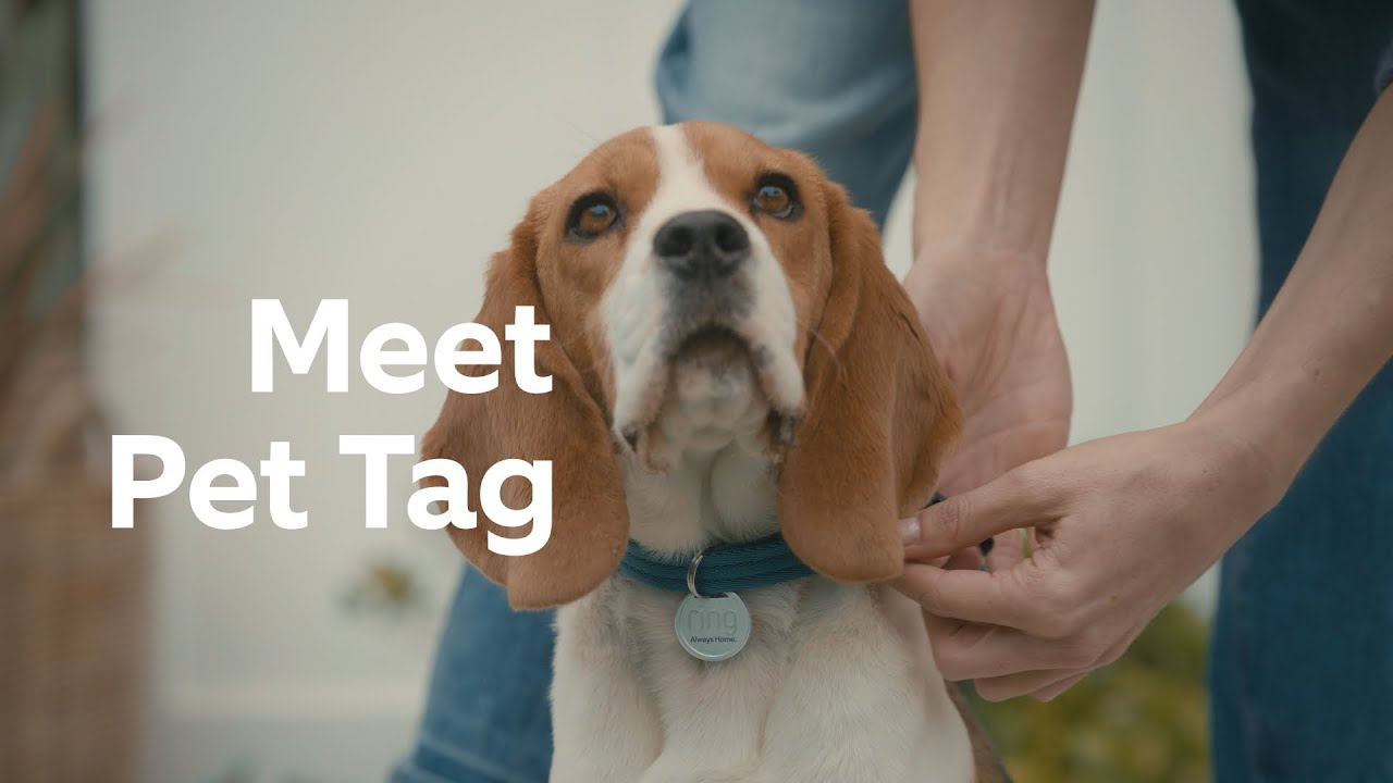 Ring Pet Tag  Help Your Missing Pet Make It Home Safe 
