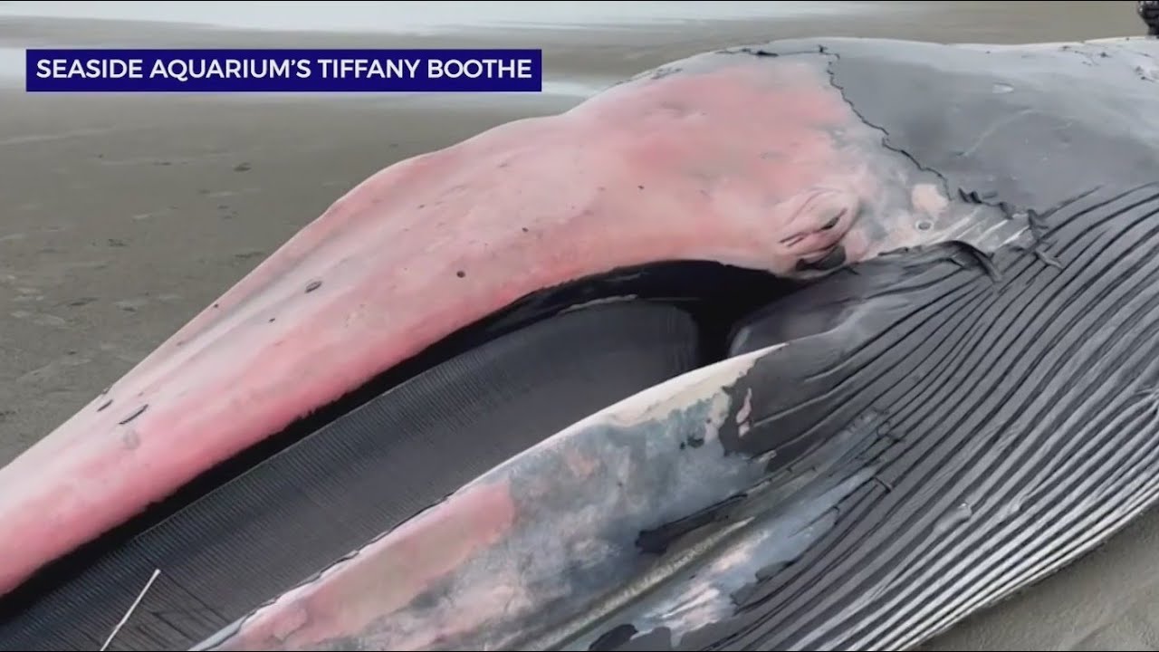 46-foot whale washes ashore on Sunset Beach