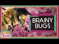 Can Bugs Think? | Storytime: Charles Henry Turner | SciShowKids