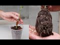 How to propagate roses with banana peels for many roots | Growing roses with bananas