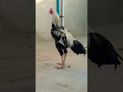 Music Beats Art Instrumental Track Aseelmurga Aseelhenfarm Bird Birds Aseelhen 