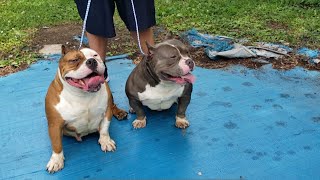 Extreme American Bully Breeding Capone X 2Face