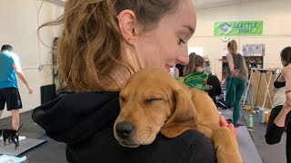 Puppy Yoga is the best thing ever and it's in Ballard  KING 5 Evening