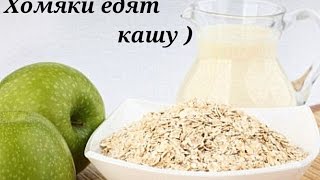 Хомяки едят кашу. Хомячкам 11 дней. Дети Чернухи. Хомяки едят кашу. Хомячкам 11 дней. Дети Чернухи.