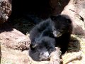 super cute 3 month old bear cubs