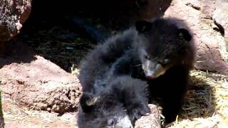 Super Cute 3 Month Old Bear Cubs