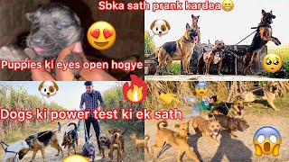 Sb Dogs Ki Ek Sath Power Test Ki || Dogs Ki Sath Prank Kar diya Chod Kar Chla Gye