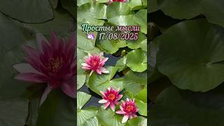 Простые мысли 🦄 17/08/2025