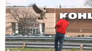 Goose protecting its brood causing problems at NJ diner