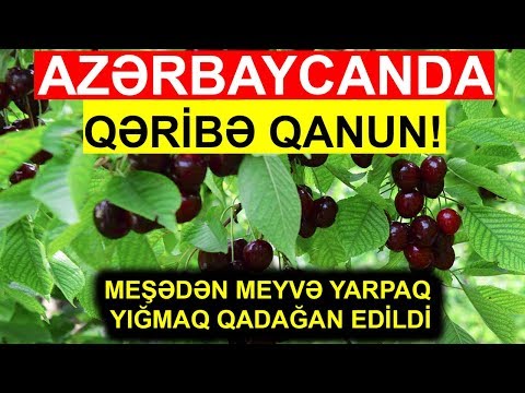 Video: Yarpaqlı qadağan edildi?