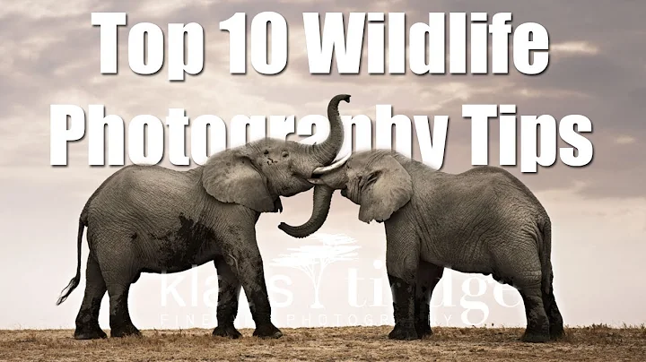 Top 10 Wildlife Photography Tips