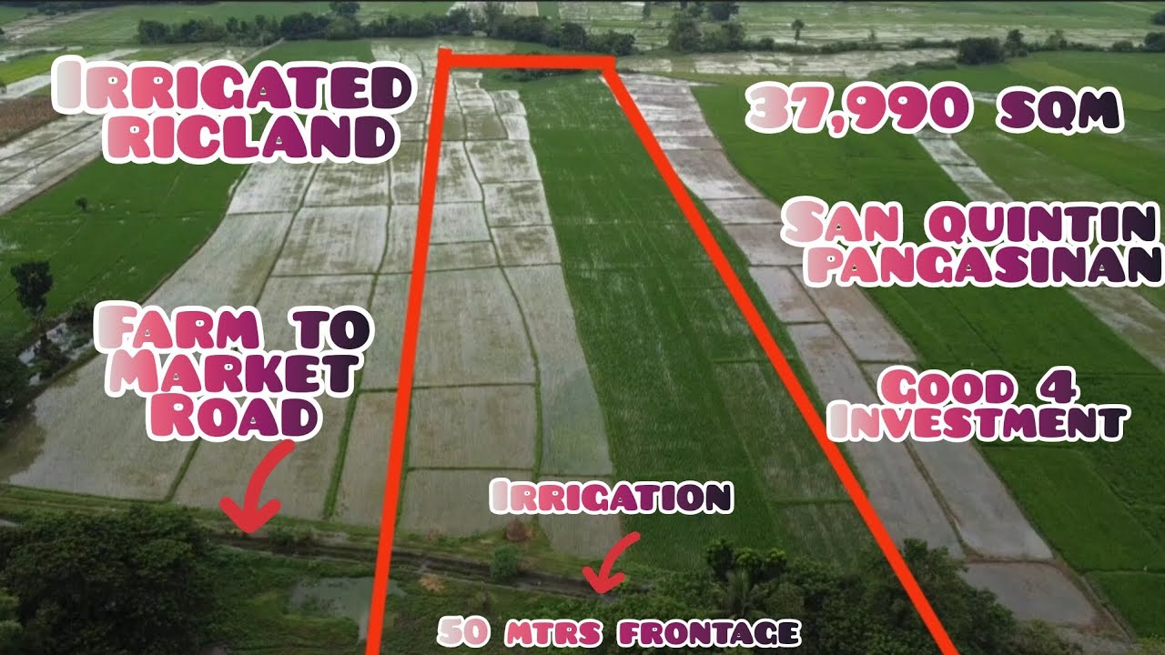 lot164 irrigated riceland 37,990 sqm san quintin pangasinan.. 50 mtrs