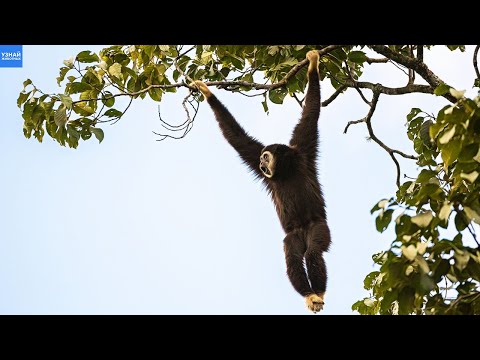 Видео: Качаются ли обезьяны на деревьях?