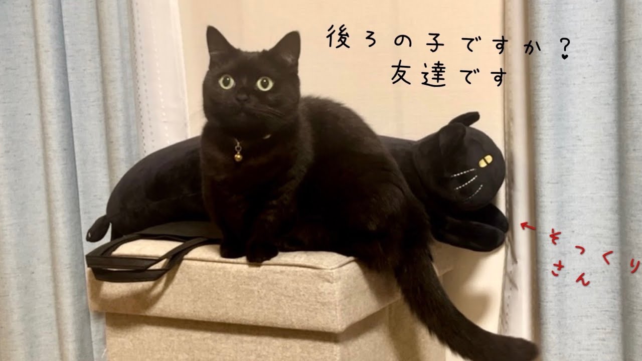 自分にそっくりなお友達に興味津々な黒猫 - YouTube