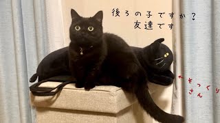 自分にそっくりなお友達に興味津々な黒猫 - YouTube