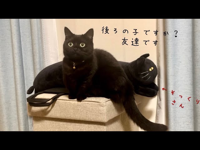 自分にそっくりなお友達に興味津々な黒猫 - YouTube
