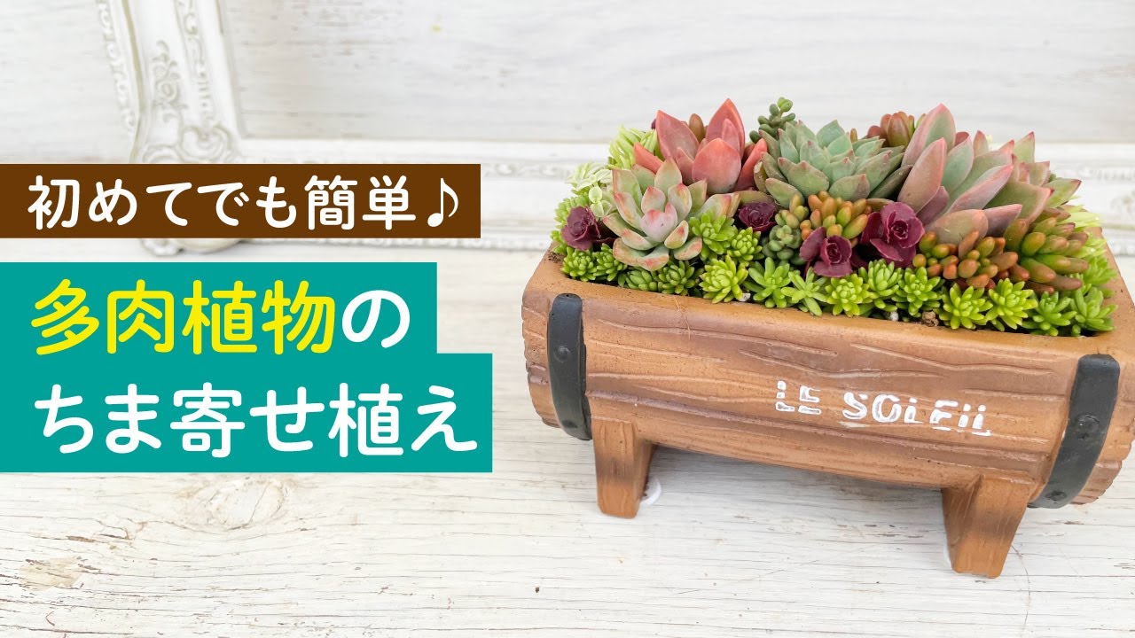 多肉植物】初めてでも簡単♪ちま寄せ植え - YouTube