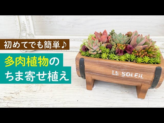 多肉植物】初めてでも簡単♪ちま寄せ植え - YouTube