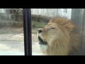 安佐動物園のライオンのライトの咆哮 の動画、YouTube動画。