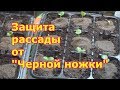 Профилактика сеянцев от "Черной ножки". Народные методы