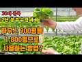 [초록달코미네 3-1] 900평을 1800평으로 사용하는 방법,  2단분무수경재배, 위에는 딸기, 아래는 20여가지 채소, 초록달코미네