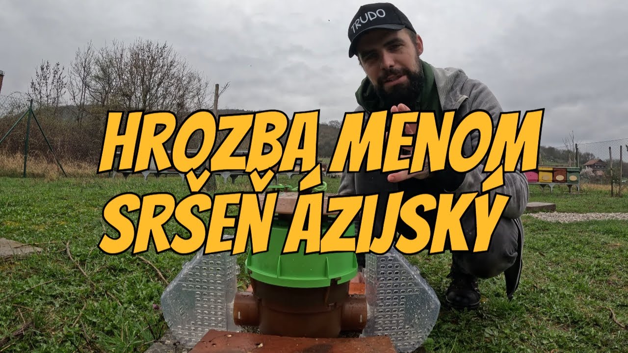 Нашествие азиатских шершней: пчелы и ваш сад под угрозой!