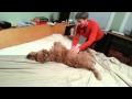 Irish Terrier の動画、YouTube動画。