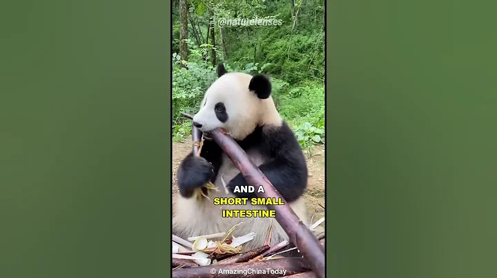 Why Do Pandas Suck At Surviving? - DayDayNews