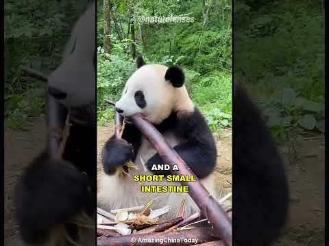 Video: Unde trăiesc panda în mod natural?