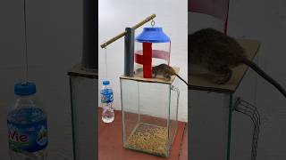 The Most Perfect Homemade Mouse Trap Idea // Mouse Trap 2 #Rattrap #Rat #Mousetrap #Shorts