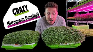 CRAZY Microgreen Density!! Broccoli Seed Density Experiment