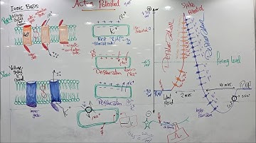 Action Potential Lecture by Dr. Elsherif || Kasr alainy 2025