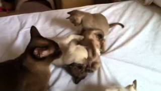 Tonkinese kittens by zephanco 565 views 12 years ago 49 seconds