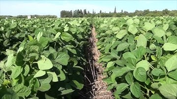 Soybean School West: Testing the Belief that Black Soil is Best for Planting Soybeans