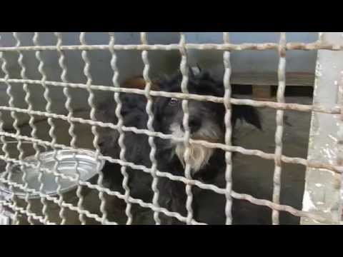 მუნიციპალური თავშესაფარი