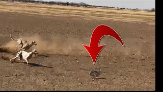 شاهد مقناص الارنب بالكلب السلوقي في السودان| مطاردة الأرنب بالسلق