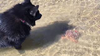 Schipperke dog finds a crab.  Crab makes escape. by Schipperke Munchie 2,077 views 6 years ago 43 seconds