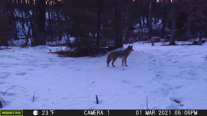 March 2021 Coyote