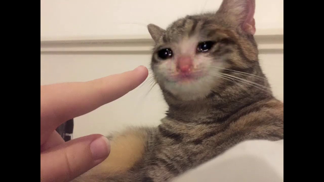 Made a crying cat meme - YouTube