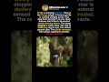 THE GORILLA CHARGE