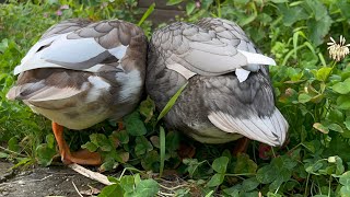 Each Call Duck Team Of Our Garden.