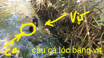 snakehead fishing by duck | phương fishing