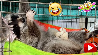 The best time for Marcel the raccoon is to eat, lie down in a hammock and eat after 5 minutes