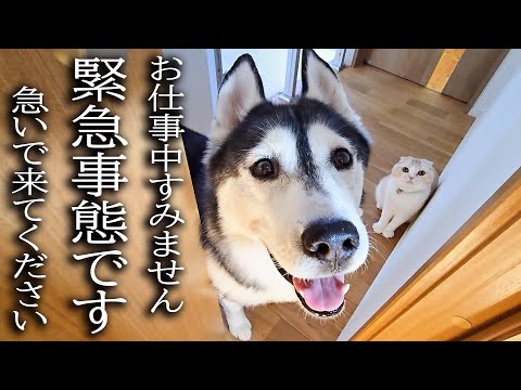ハスキー犬と猫が涙目で騒いでるのでついて行ってみると...