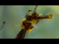 How Flamboyant Seahorse Dads Protect Their Eggs | Animal Super Parents | BBC Earth