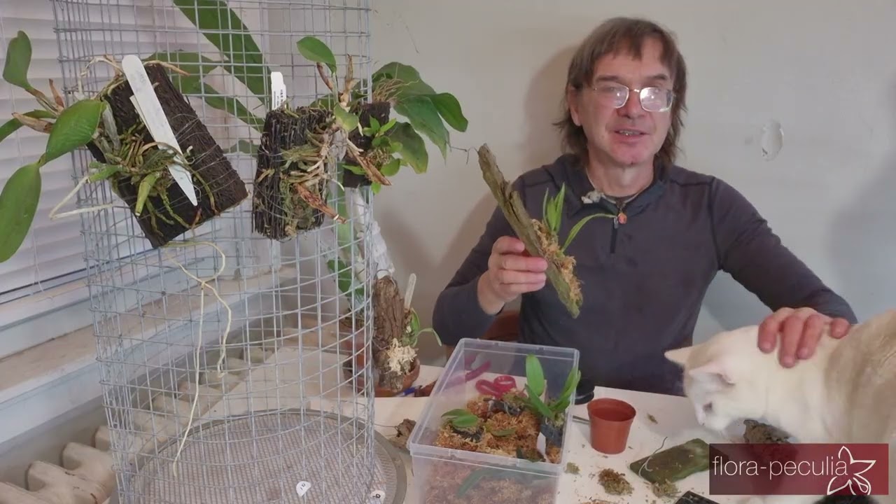 How to Grow & Care for Miniature Bulbophyllum Orchids (Complete Beginner Guide)