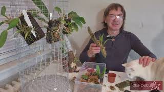 How to Grow & Care for Miniature Bulbophyllum Orchids (Complete Beginner Guide)